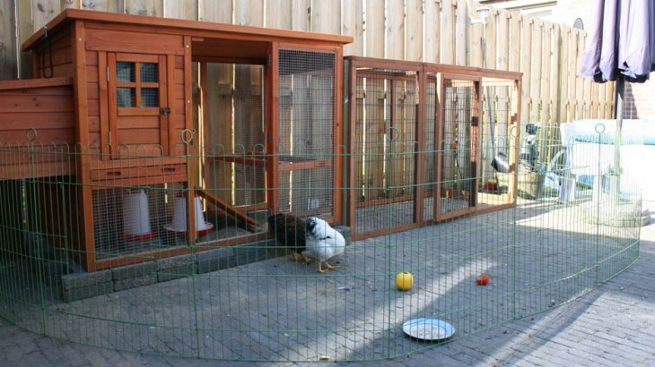 Kippen houden in een woonwijk